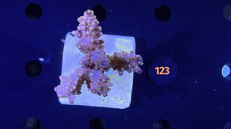 Acropora sp. WYSIWYG 0123