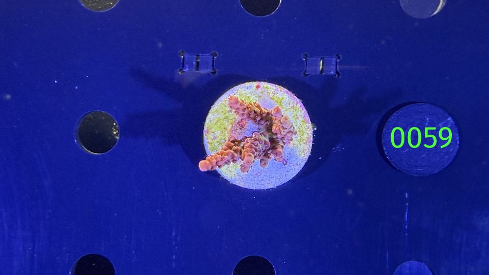 Acropora sp. - Steinkoralle "PC rainbow" DNZ 0059