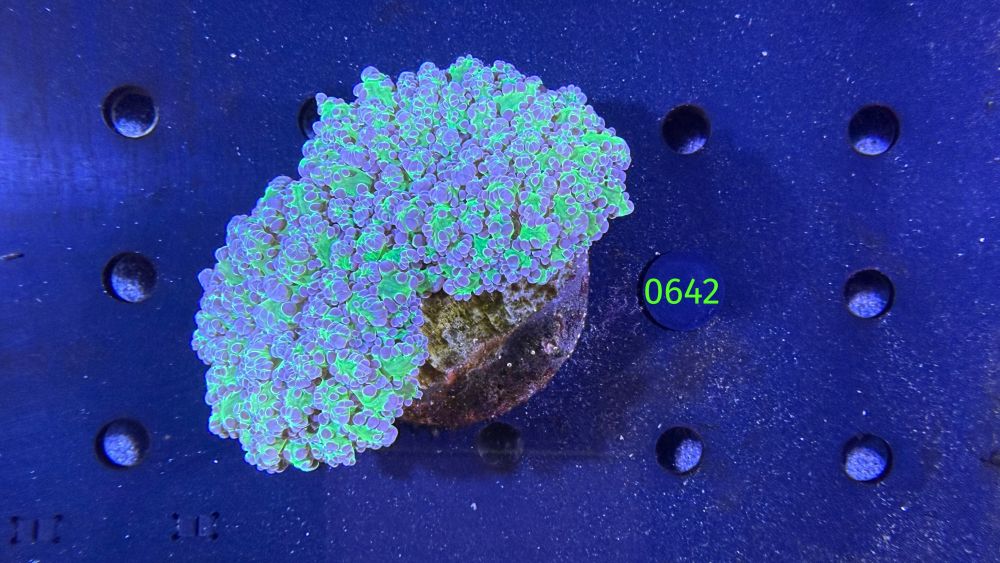 Euphyllia divisa WYSIWYG 0642