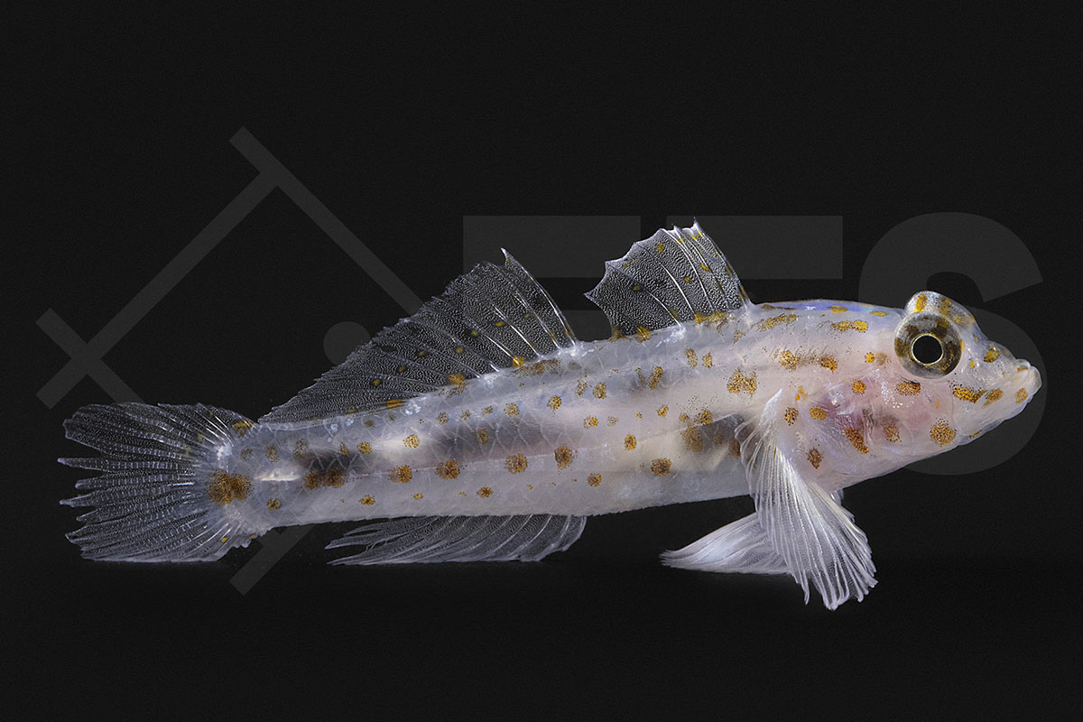 Fusigobius pallidus - Gefleckte Höhlengrundel