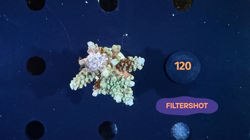 Acropora sp. WYSIWYG 0120