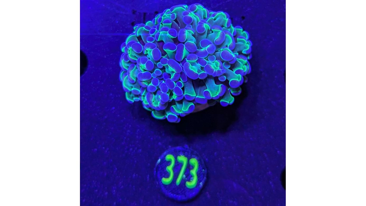 Euphyllia paraancora "ultra Two Tone" - Deutsche Nachzucht 0373