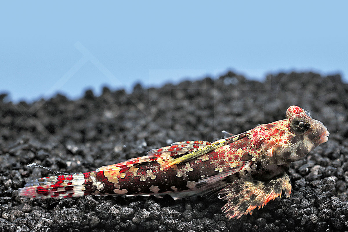 Synchiropus marmoratus - Roter Spinnenfisch