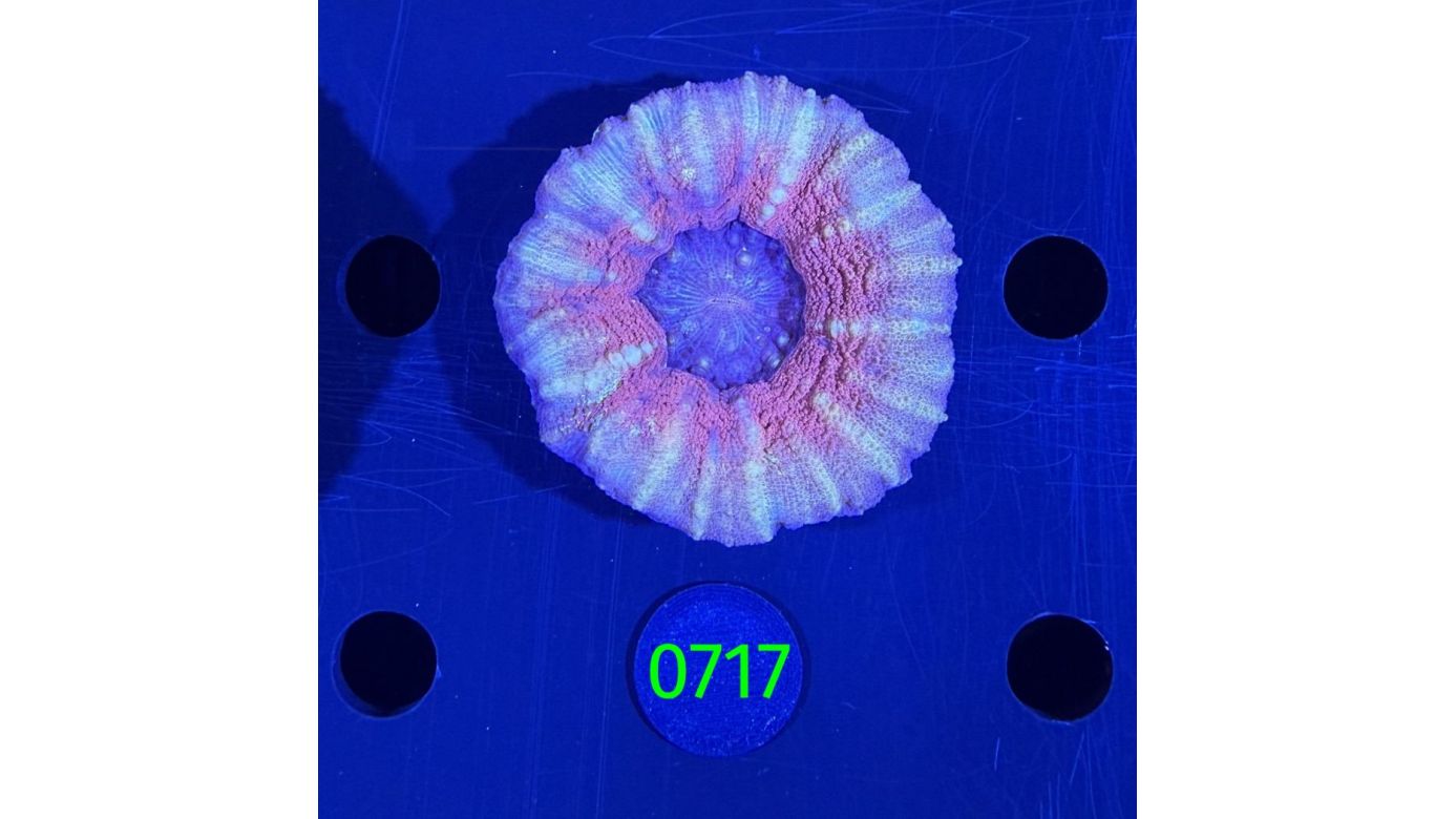 Scolymia australis WYSIWYG 0717