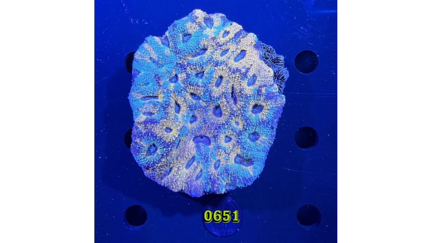 Acanthastrea sp. WYSIWYG 0651