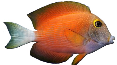 Ctenochaetus flavicauda - Weißschwanz Borstenzahn Doktorfisch