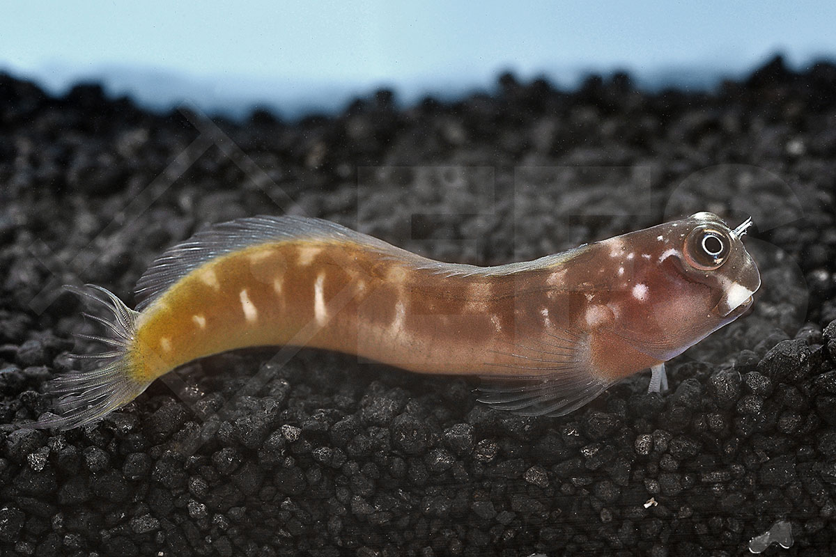 Ecsenius midas - Gold-Schleimfisch