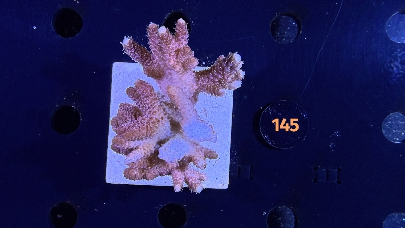 Acropora hyacinthus WYSIWYG 0145