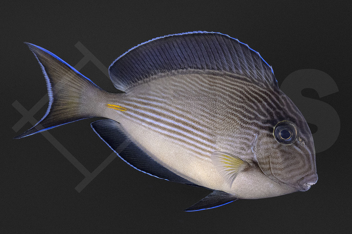 Acanthurus Sohal - Arabischer Doktorfisch