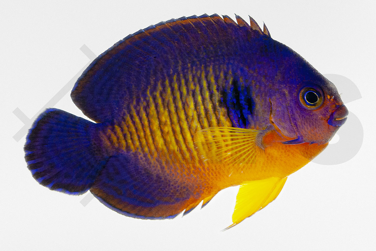 Centropyge bispinosa - Streifen Zwergkaiser Nachzucht