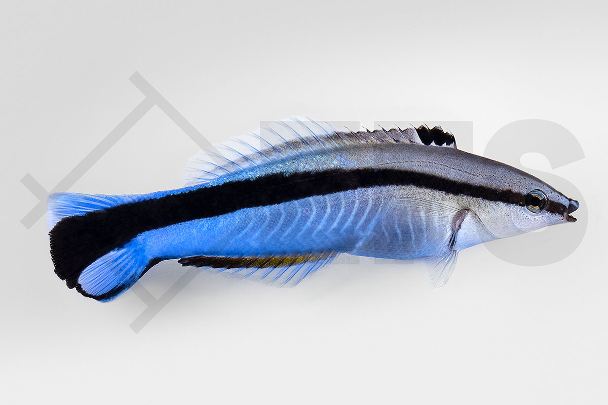 Labroides dimidiatus - Putzerlippfisch Labroides dimidiatus - Putzerlippfisch