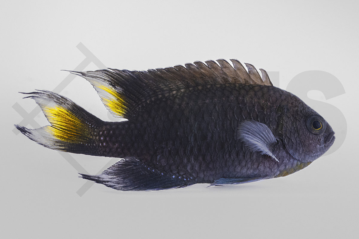 Neopomacentrus azysron - Lyraflossen-Demoiselle NZ