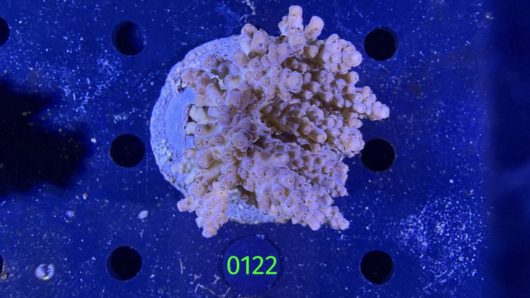 Acropora sp. WYSIWYG 0122
