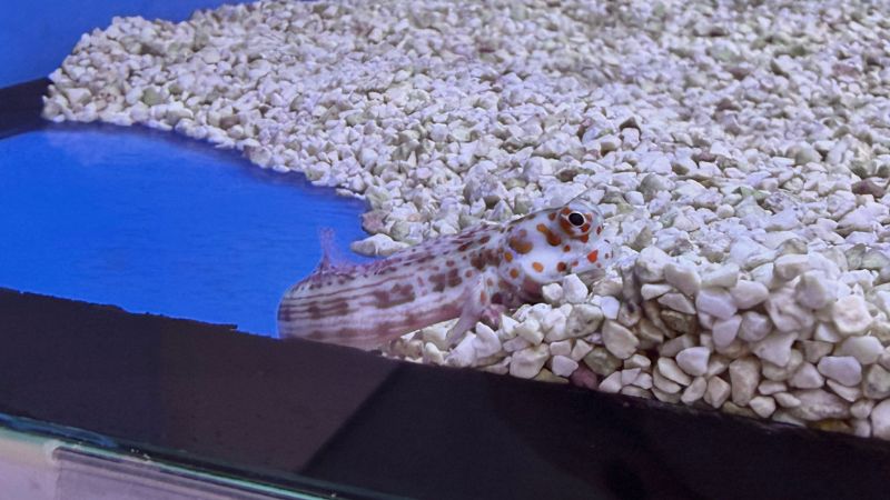 Blenniella chrysospilos - Rotpunkt Schleimfisch