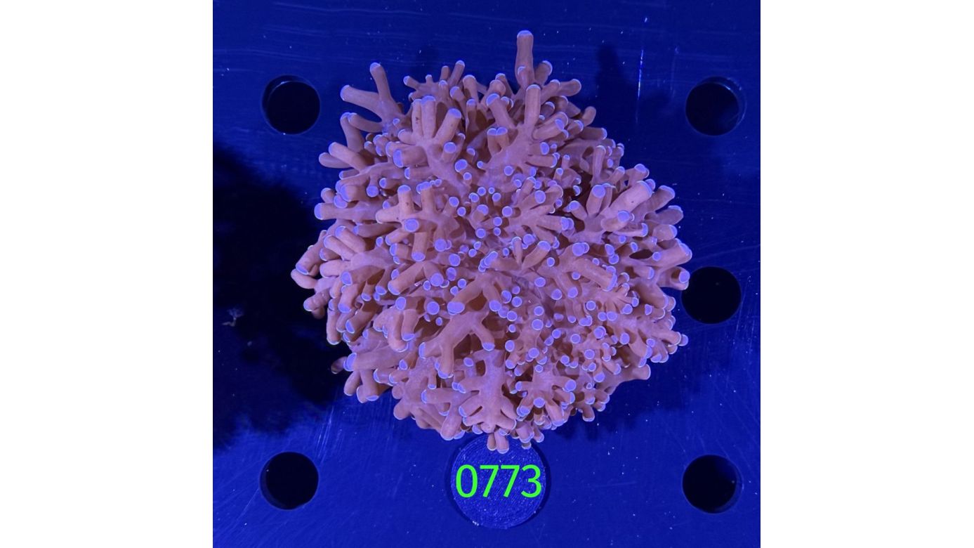 Euphyllia divisa aussi WYSIWYG 0773