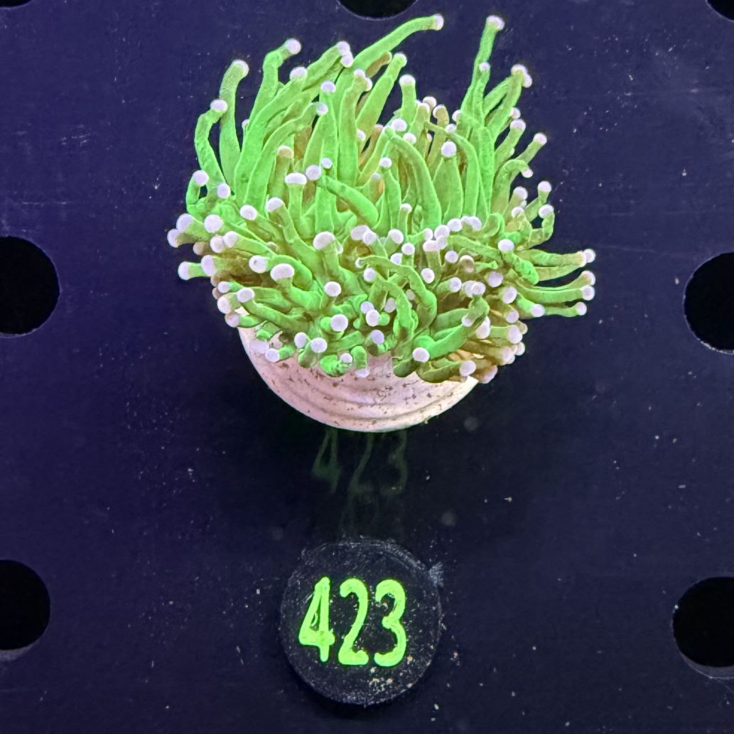 Euphyllia glabrescens - Fackelkoralle Torch "Toxic green" 0423