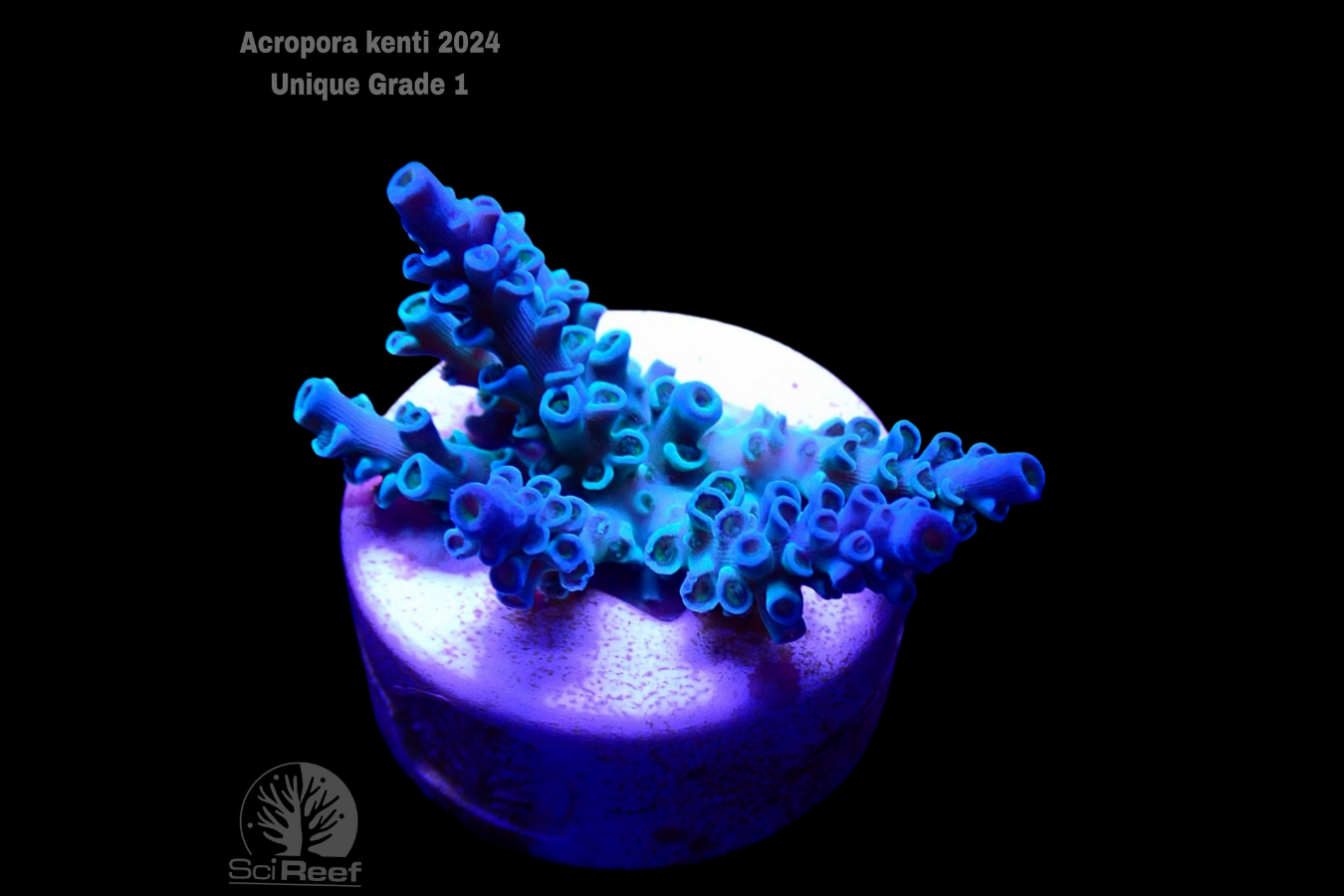 SciReef Acropora kenti Unique Grade 1 0298
