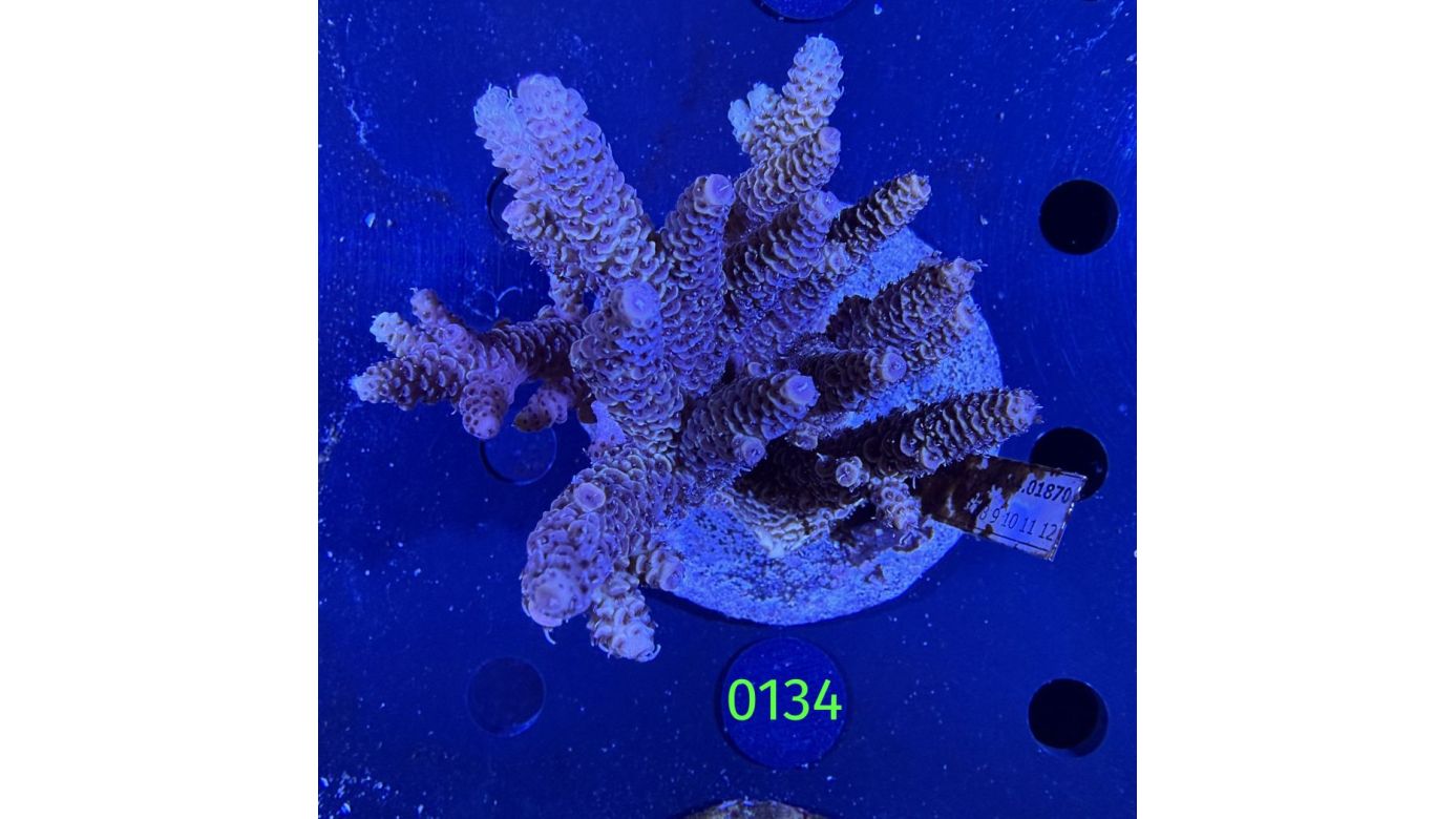 Acropora sp. WYSIWYG 0134