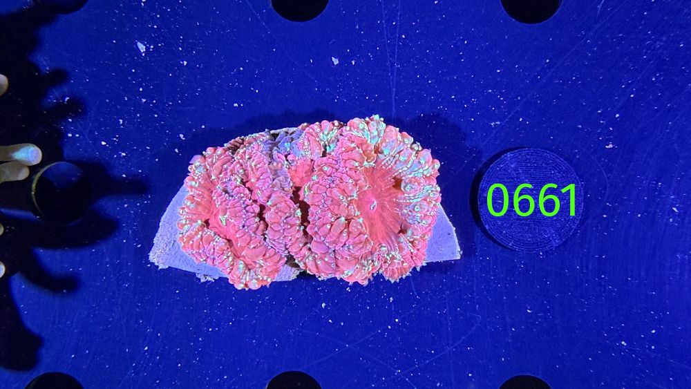 Blastomussa welsi WYSIWYG 0661