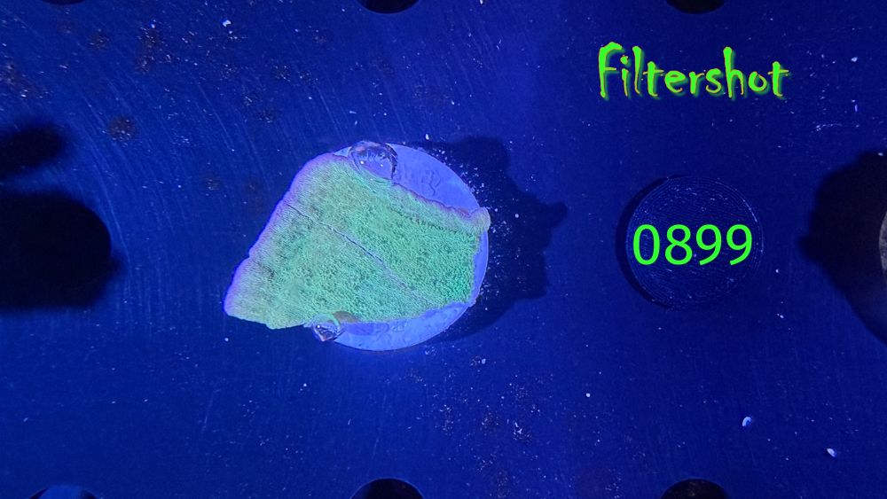 Montipora delicatula - Montiplatte "grün/lila" PPNZ 0899