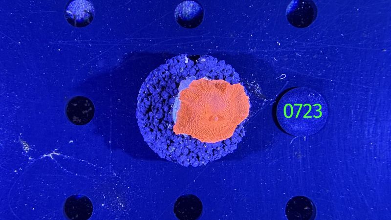 Discosoma sp. WYSIWYG 0723