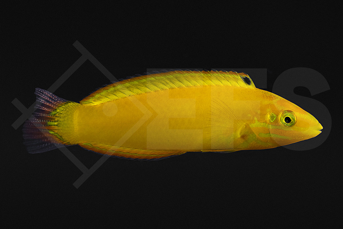 Halichoeres chrysus - Kanarienlippfisch