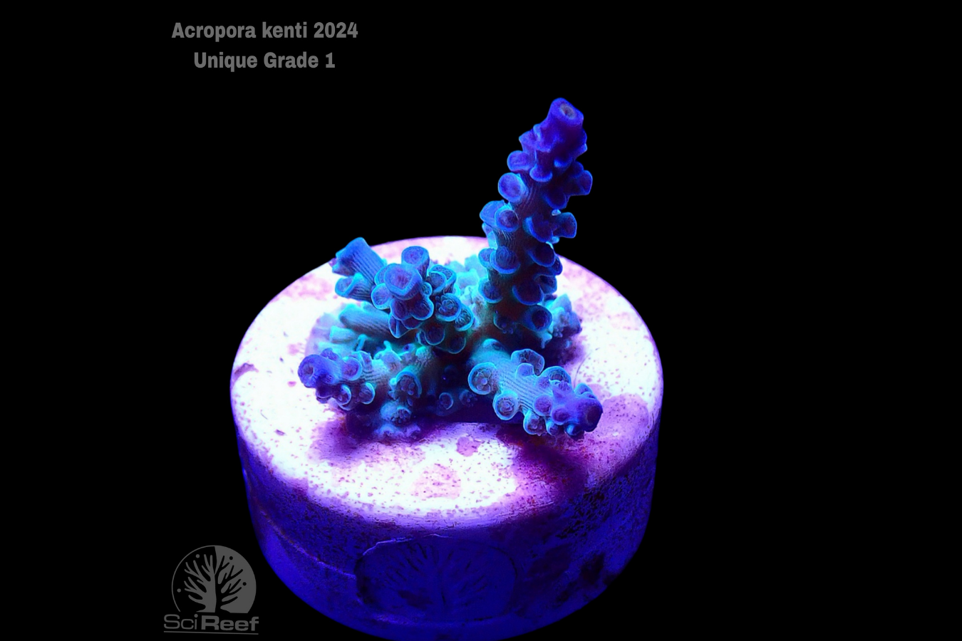 SciReef Acropora kenti Unique Grade 1 0298