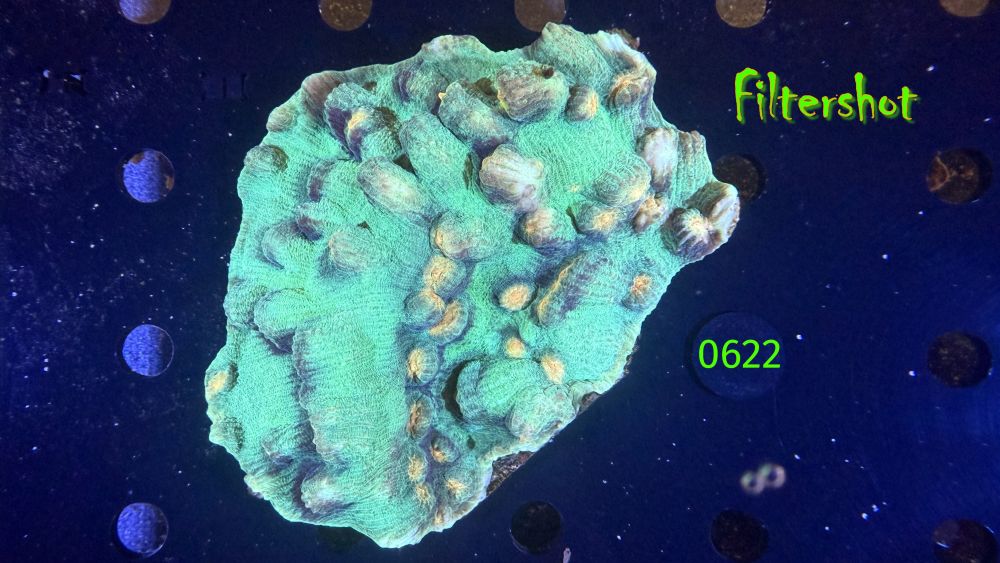 Echinophyllia/Chalice WYSIWYG 0622