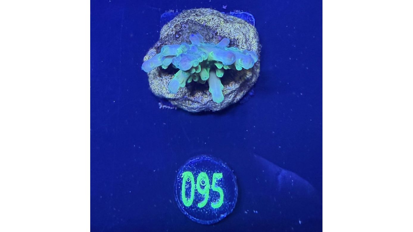 Acropora sp. - Frogskin grün Steinkoralle Deutsche Nachzucht 0095