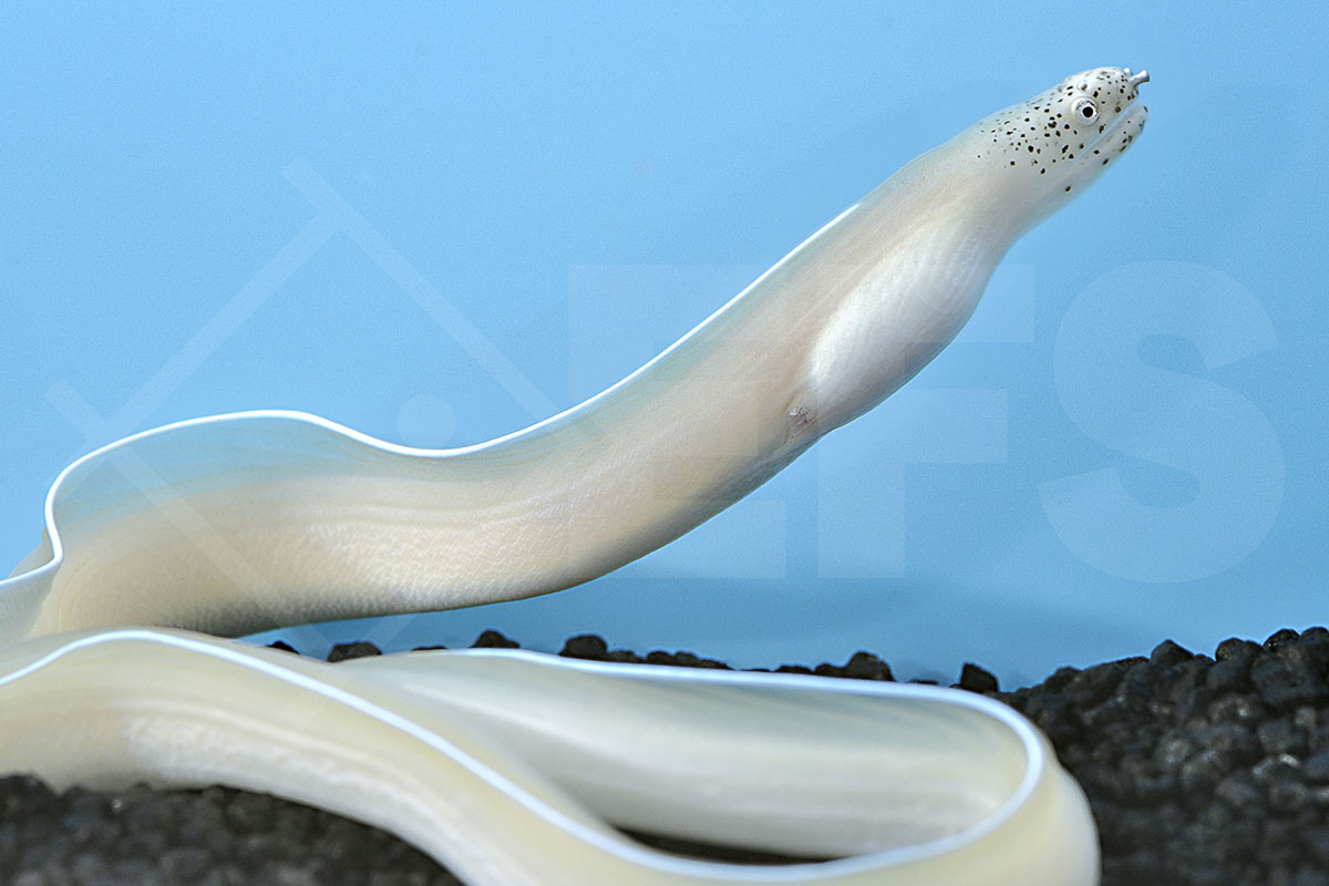 Stopidhon brummeri - Geisterband-Muräne