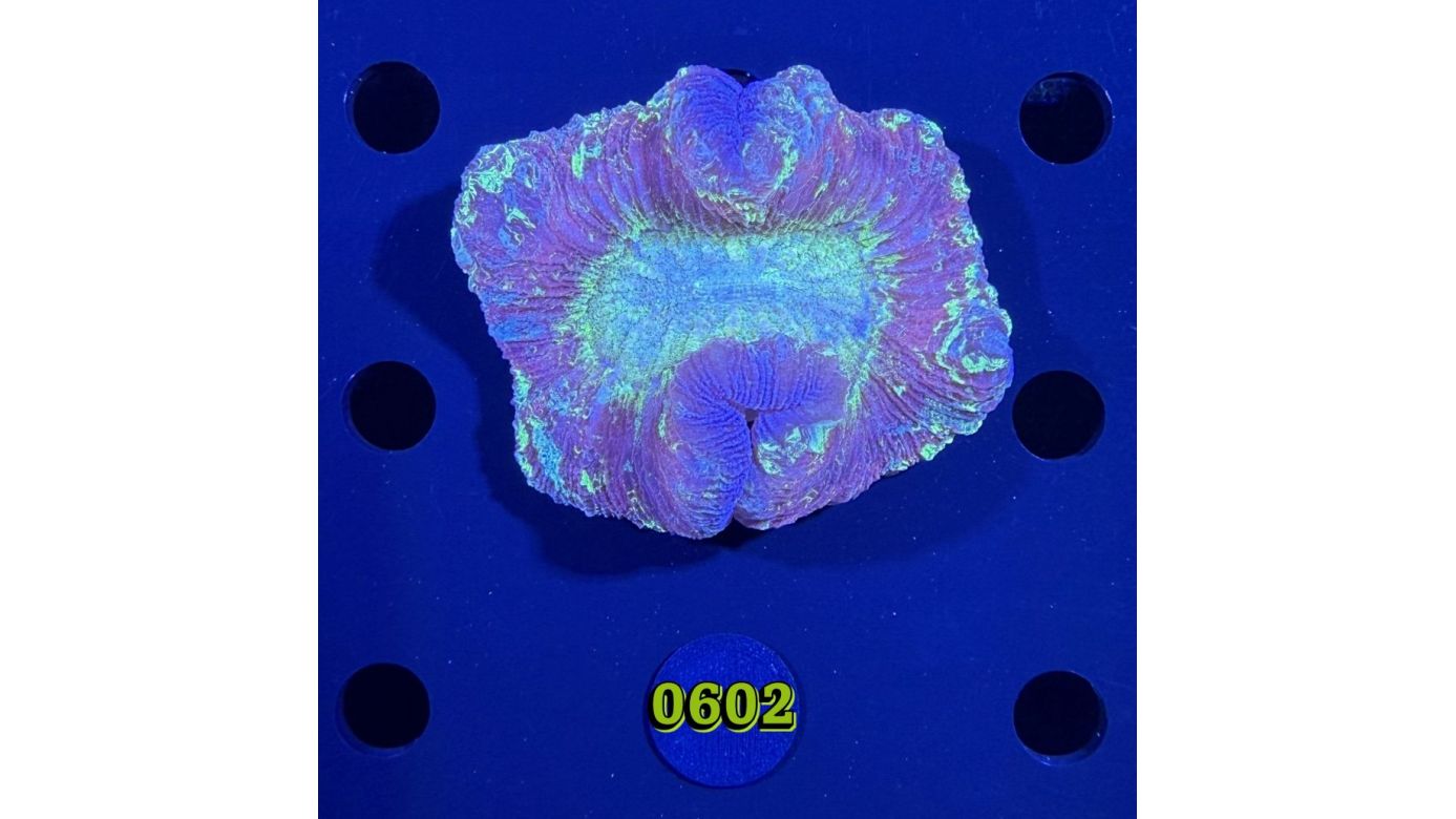 Trachyphyllia geoffroyi WYSIWYG 0602