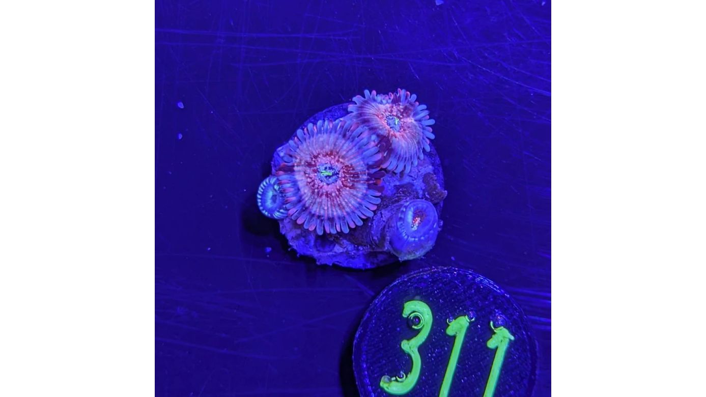 Zoanthus sp. - Krustenanemone Seduction PlanktonPlus Nachzucht 0311