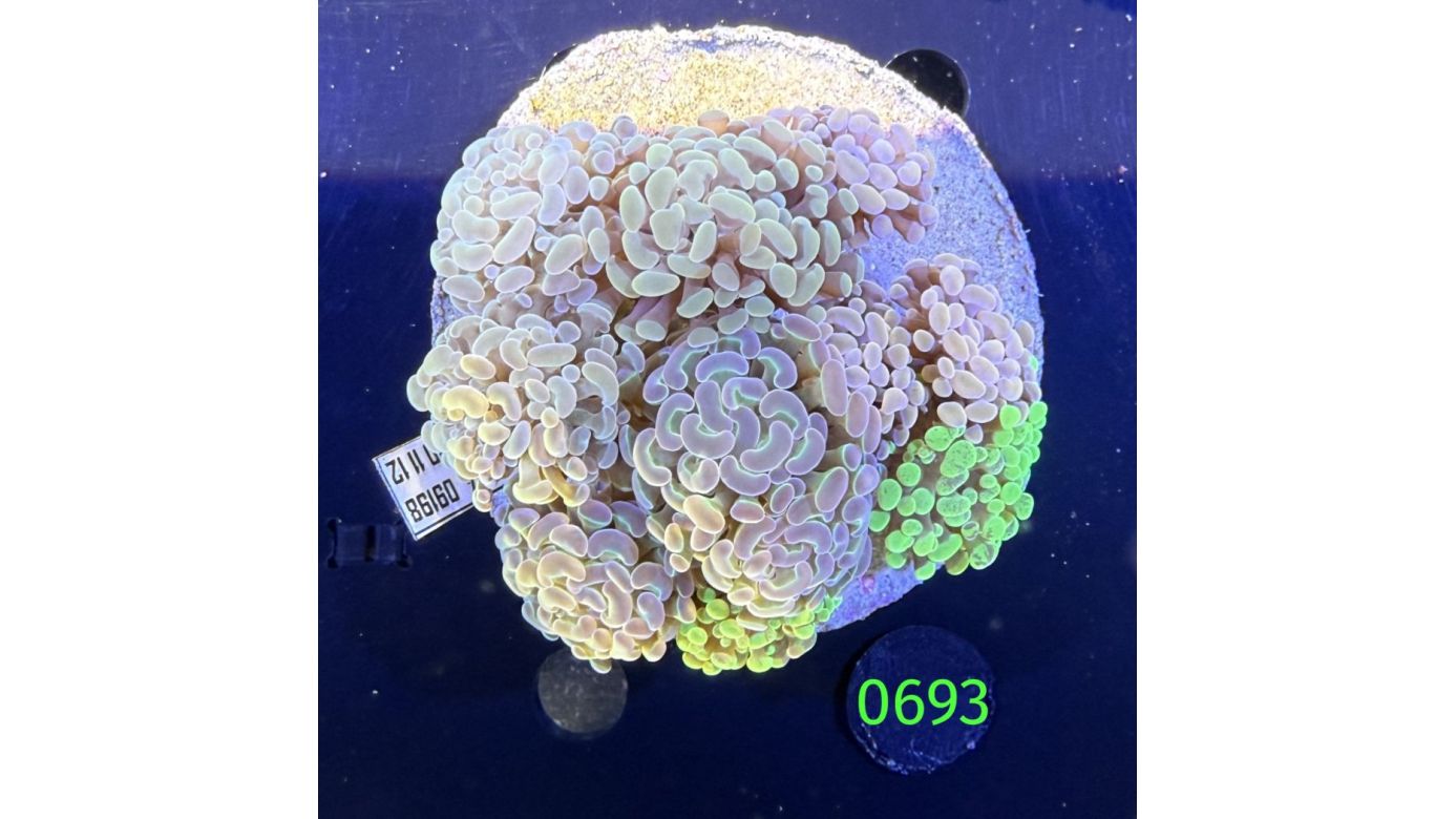 Euphyllia paraancora Kolonie WYSIWYG 0693