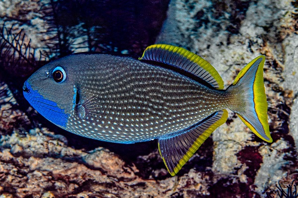 Xanthichthys Auromarginatus - Vergoldeter Drückerfisch