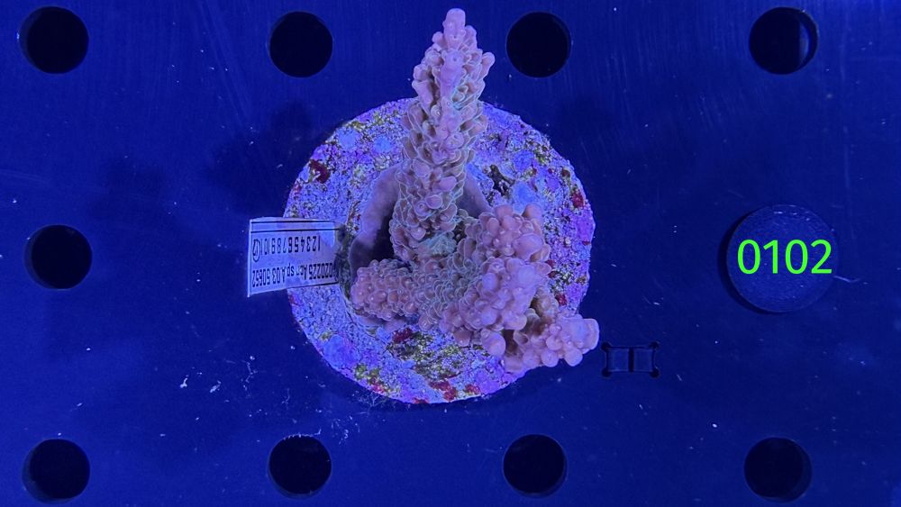 Acropora sp. WYSIWYG 0102