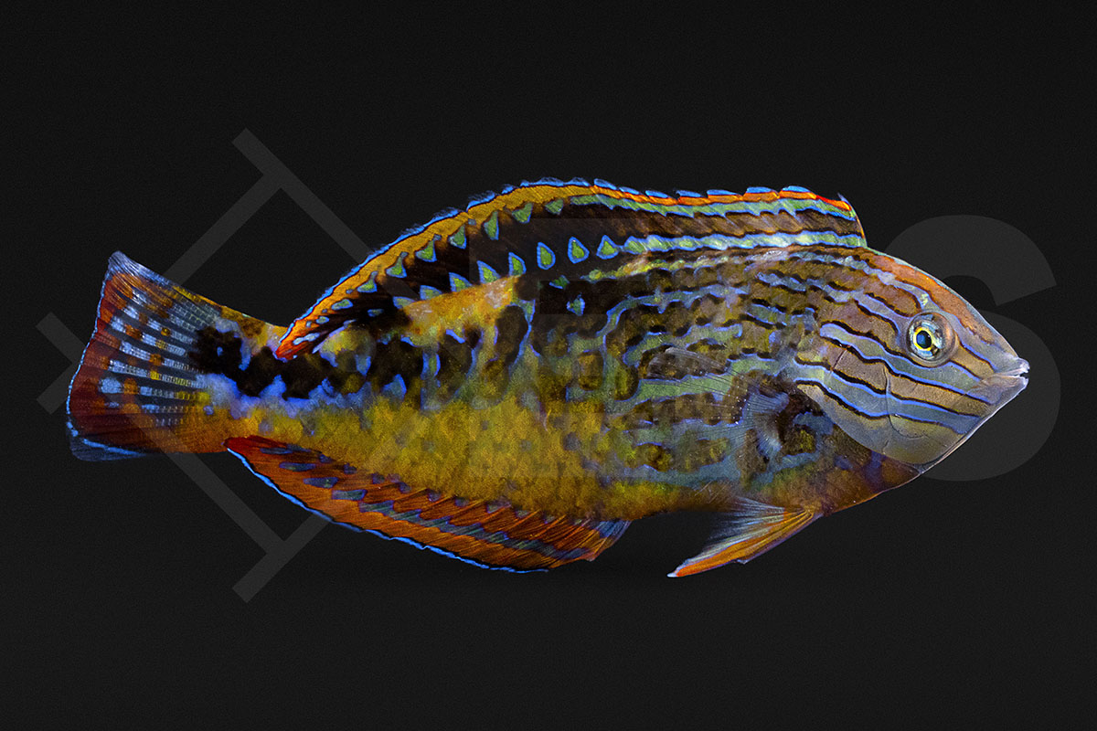 Macropharyngodon bipartitus - Diamant Lippfisch männlich