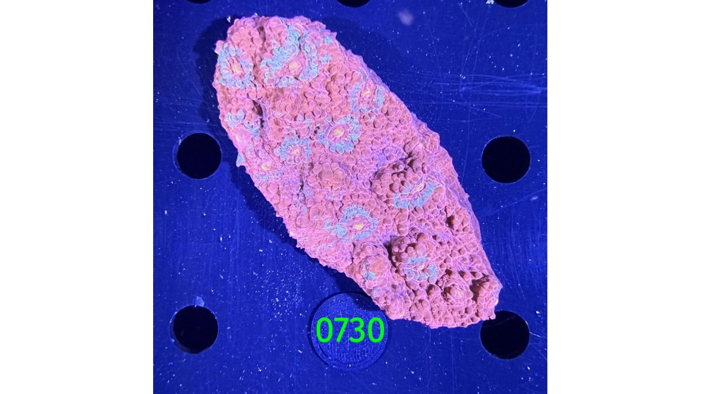 Echinophyllia/Chalice WYSIWYG 0730