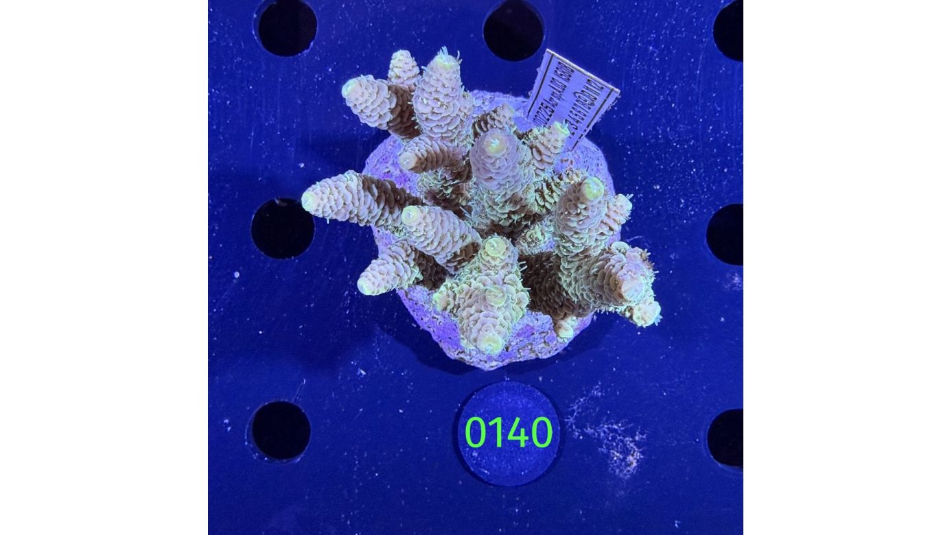 Acropora sp. WYSIWYG 0140