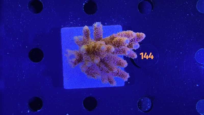 Acropora hyacinthus WYSIWYG 0144
