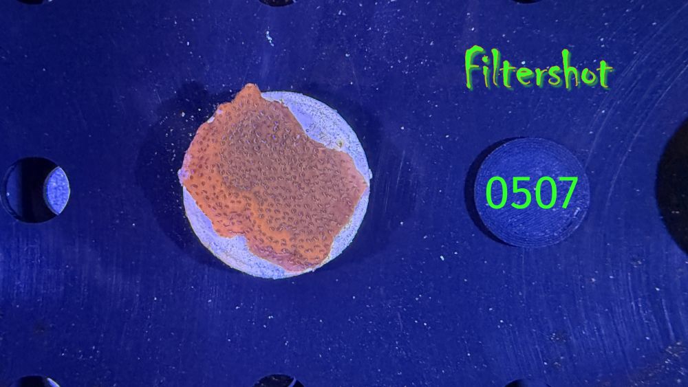 Montipora sp.- Kleinpolypige Steinkoralle "mystic Sunset" Deutsche Nachzucht 0507