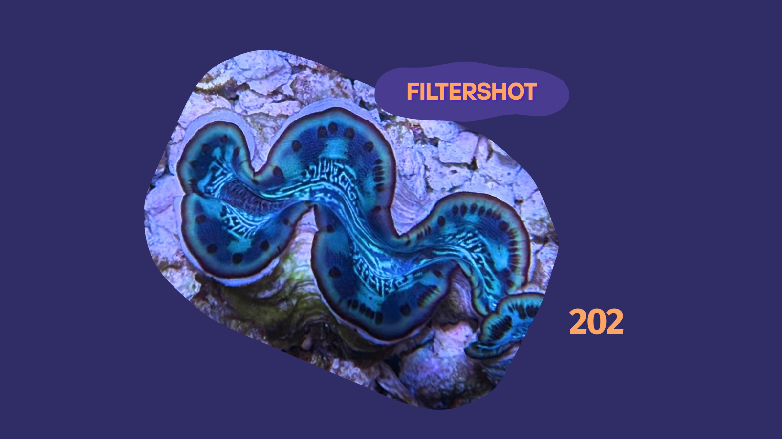 Tridacna maxima Muschel türkis/blau 4-5cm 0202