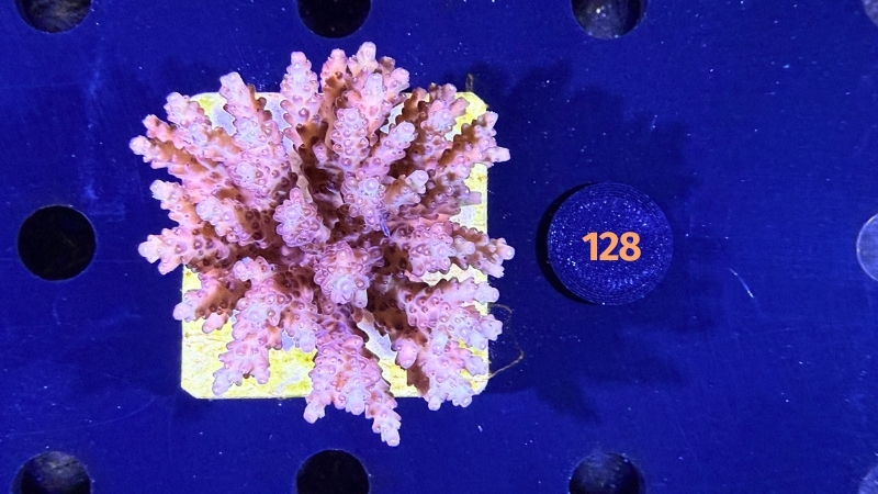 Acropora sp. WYSIWYG 0128