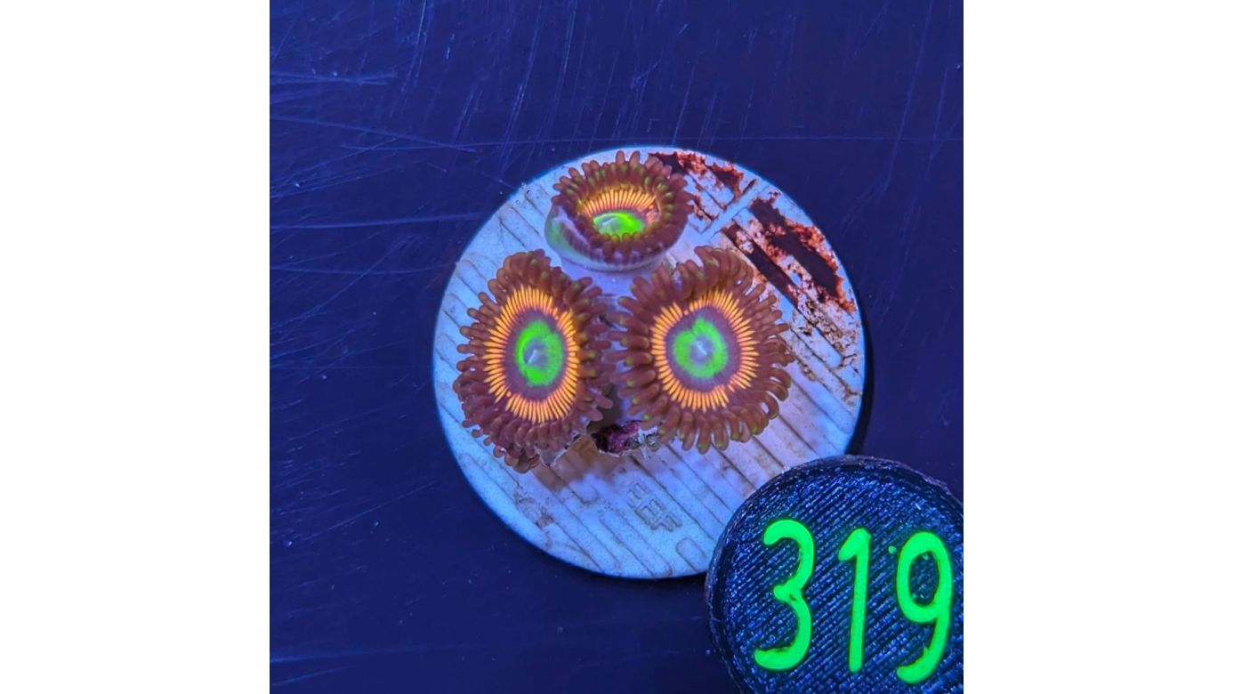 Zoanthus sp. - Krustenanemone Lord of the Ring PlanktonPlus Nachzucht 0319