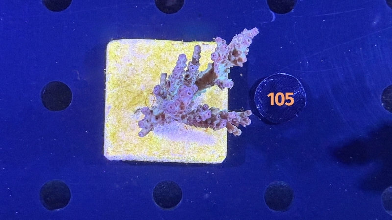 Acropora sp. WYSIWYG 0105