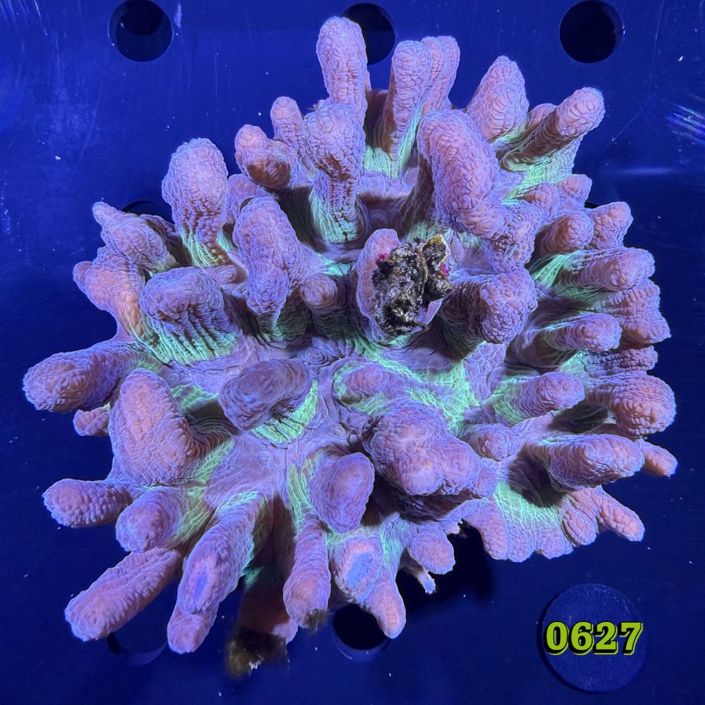 Pectinia sp. WYSIWYG 0627