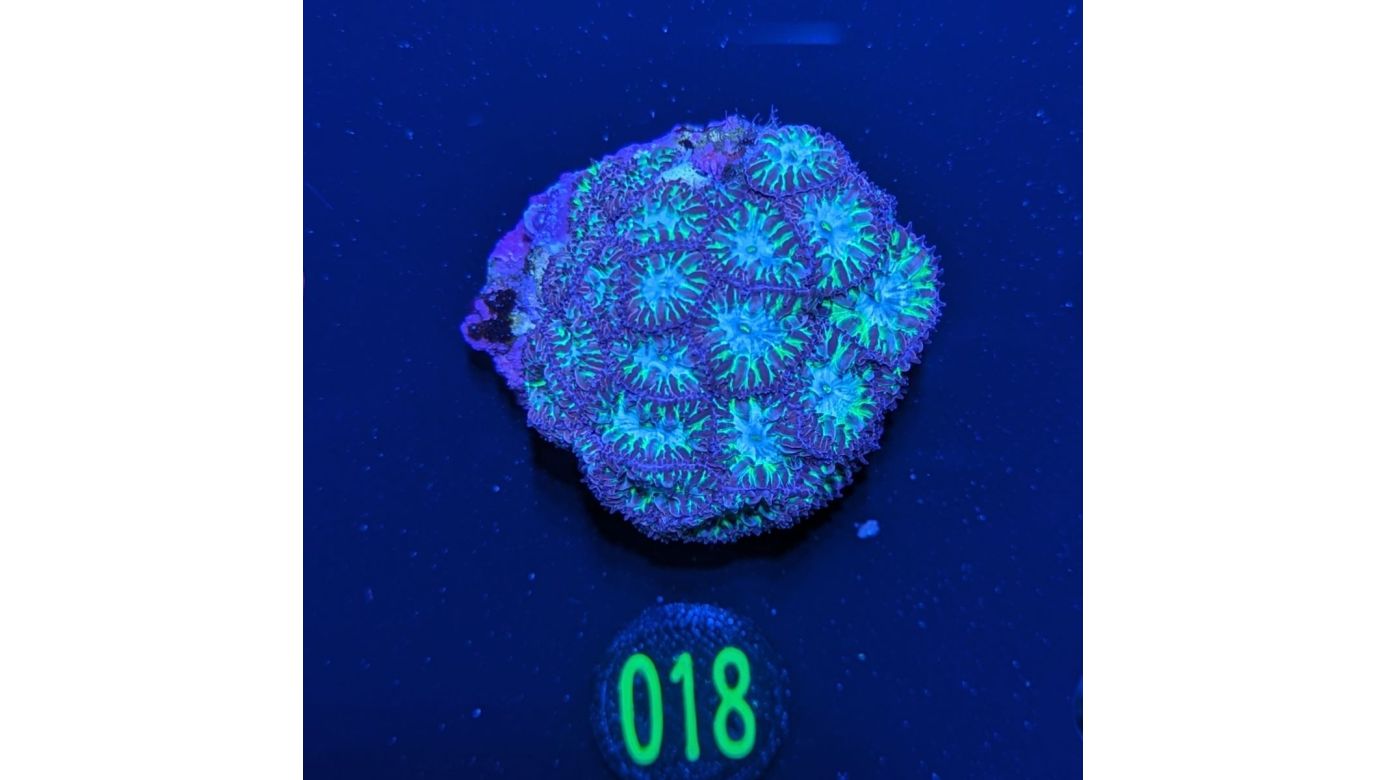 Blastomussa merleti - Hirnkoralle Neon Forrest Deutsche Nachzucht 0018