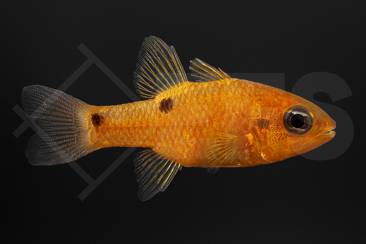 Apogon pseudomaculatus - Feuerroter Kardinalbarsch