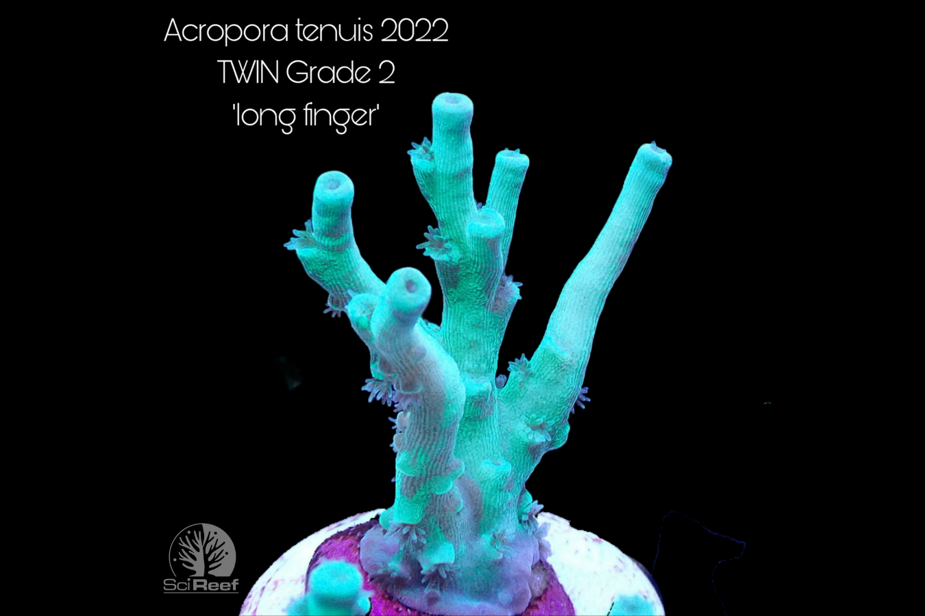 SciReef Acropora tenuis TWIN Grade 2 "long finger" 0293