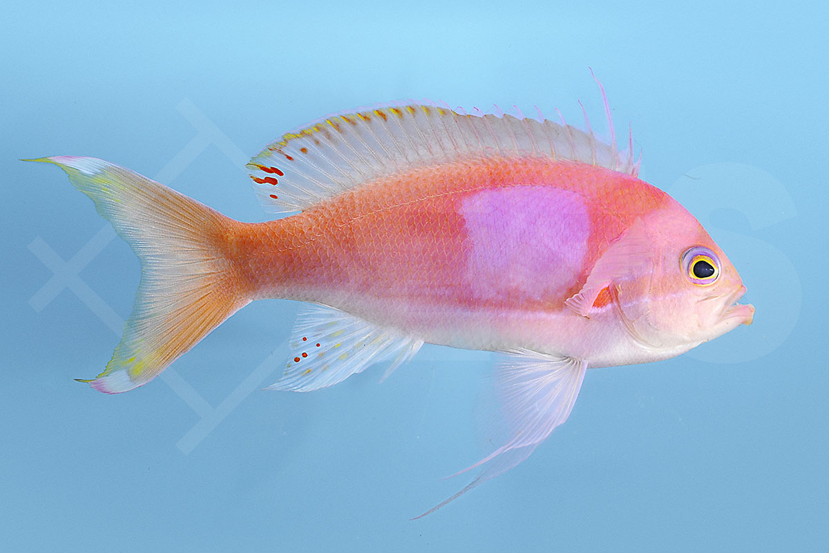 Pseudanthias pleurotaenia - Seitenstreifen-Fahnenbarsch