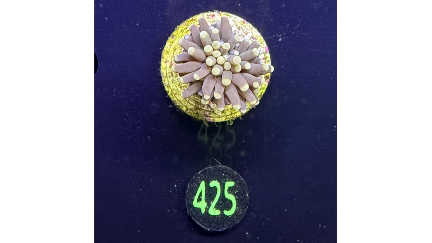 Euphyllia glabrescens - Fackelkoralle Torch 0425